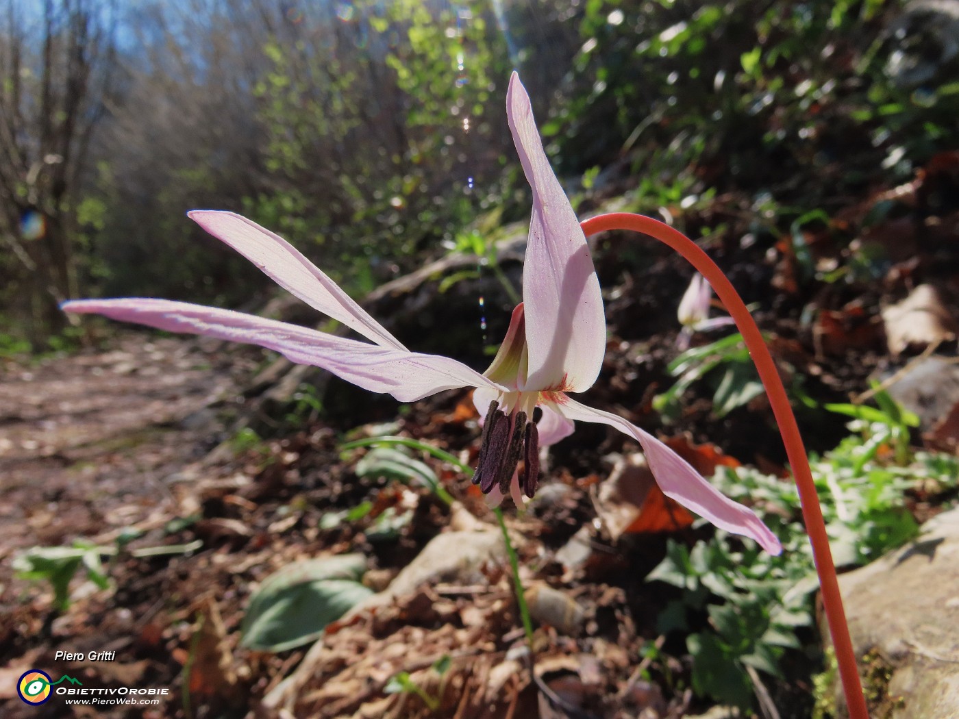 32 Erythronium dens-canis (Dente di cane).JPG